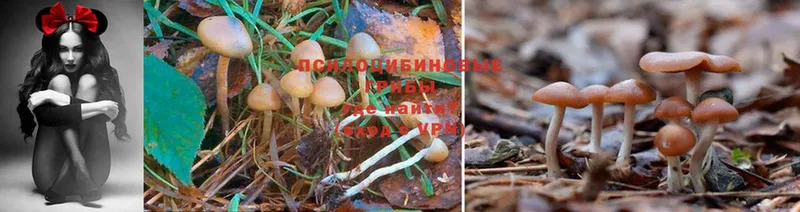 Псилоцибиновые грибы Cubensis  Иннополис 